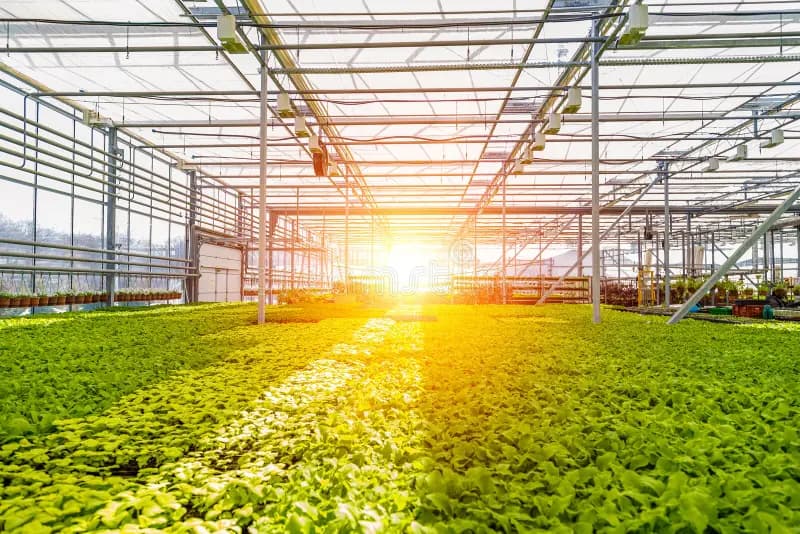 Lush green crops growing inside a large, modern automated greenhouse
