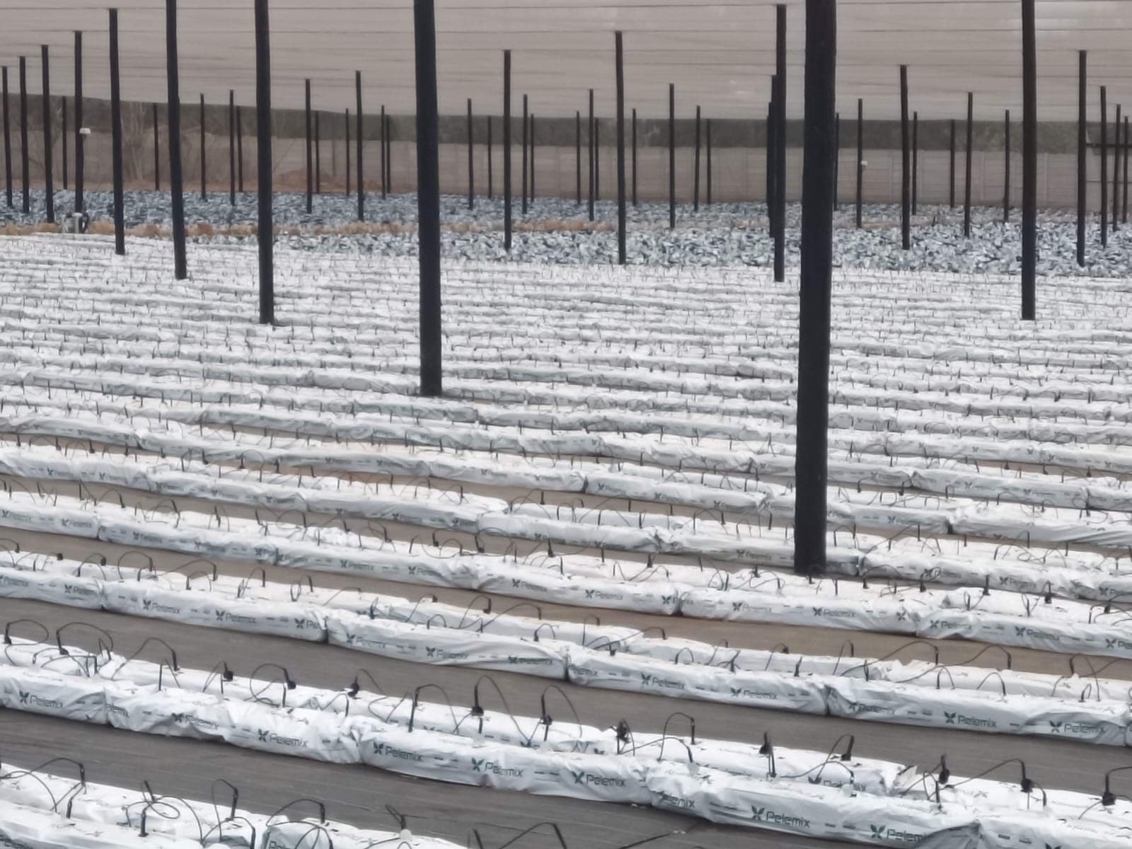 Strawberry Farm Installation — Centurion